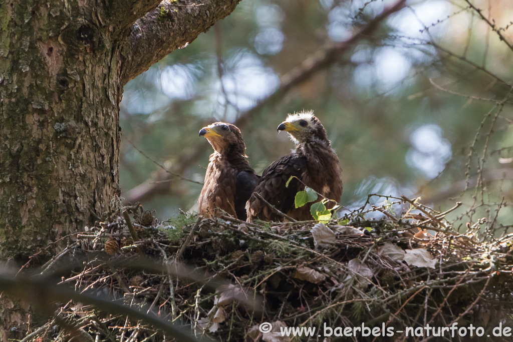 Wespenbussard