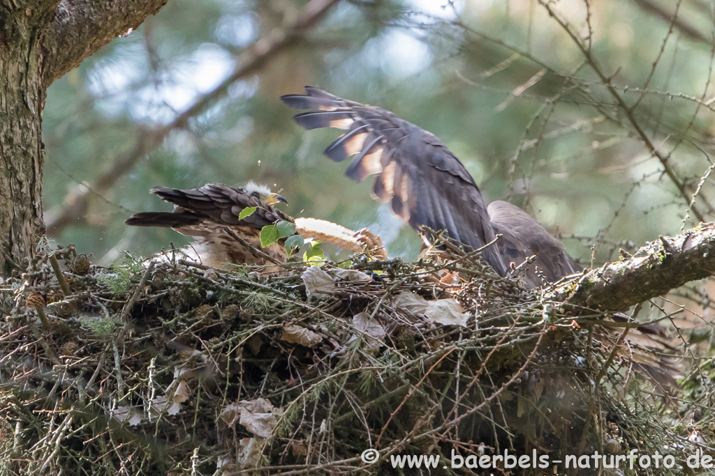 Wespenbussard