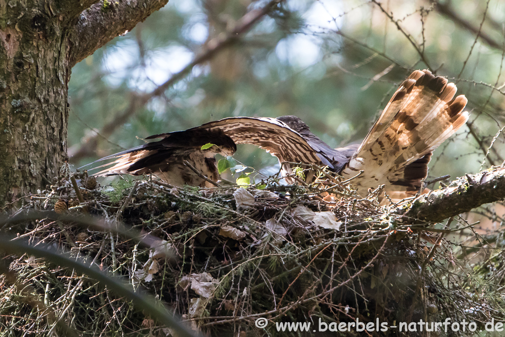 Wespenbussard