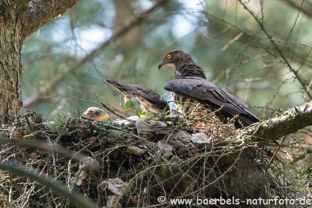 Wespenbussard