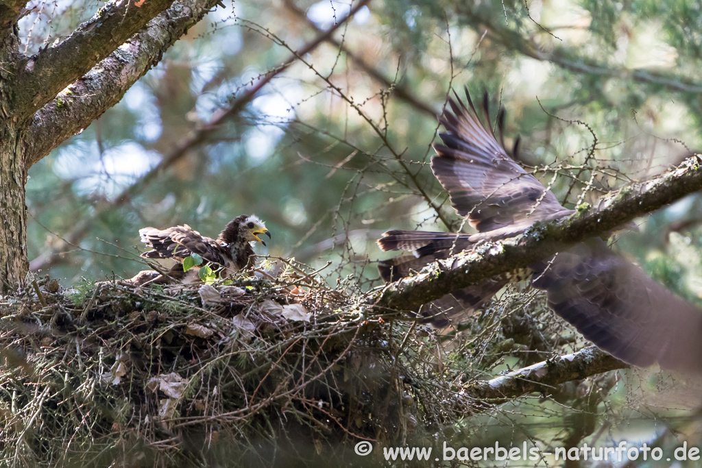 Wespenbussard