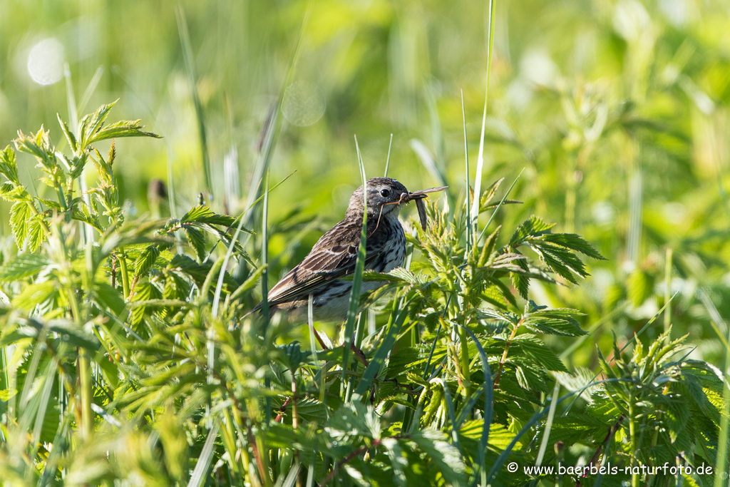 Wiesenpieper