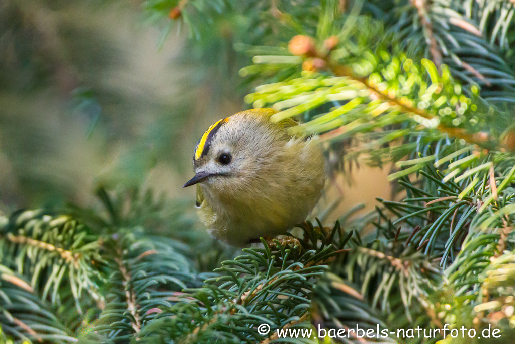 Wintergoldhähnchen