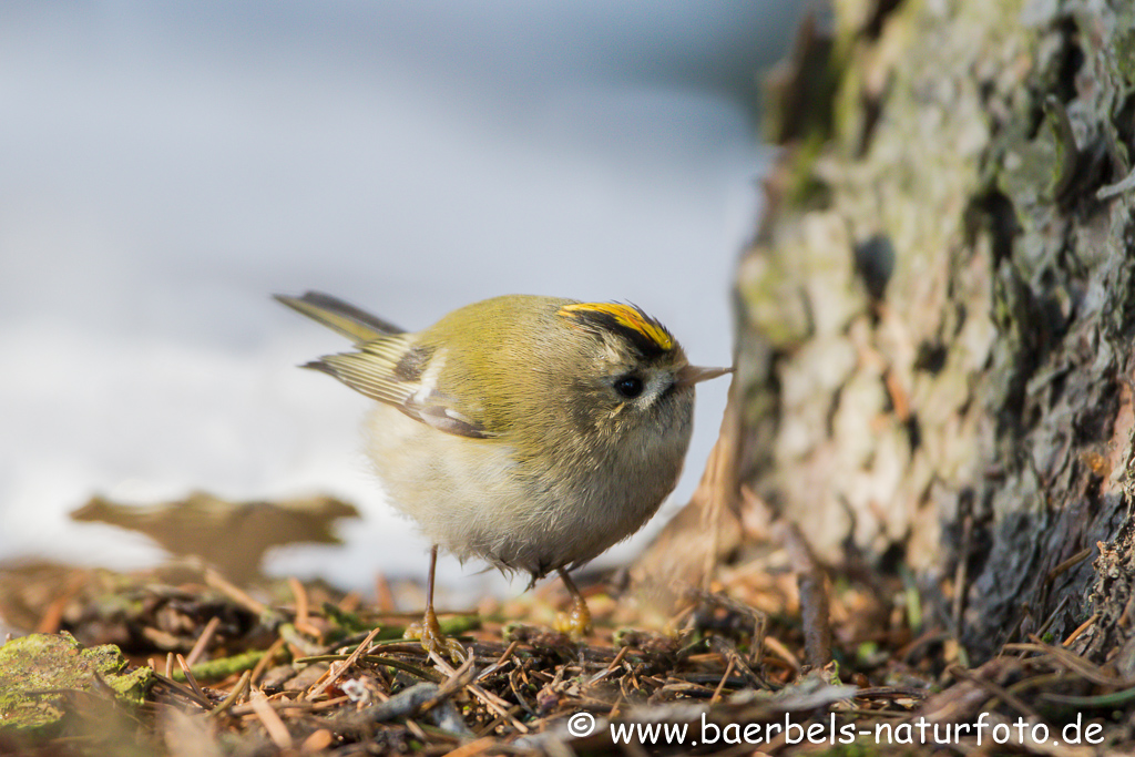 Wintergoldhähnchen