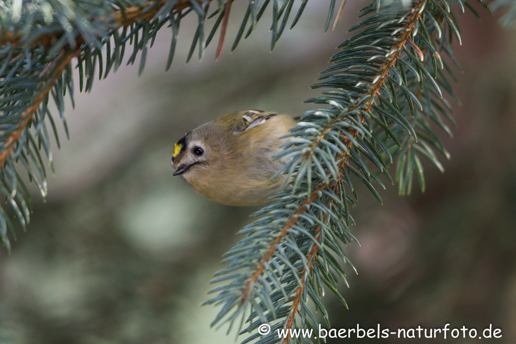 Wintergoldhähnchen