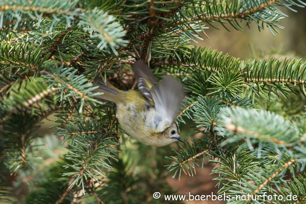 Wintergoldhähnchen