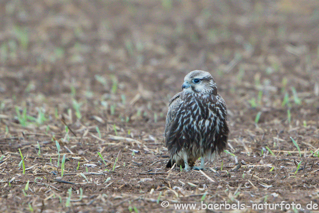 Würgfalke