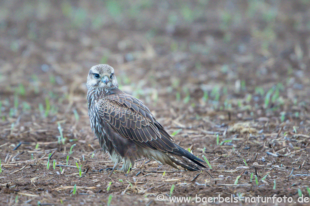 Würgfalke