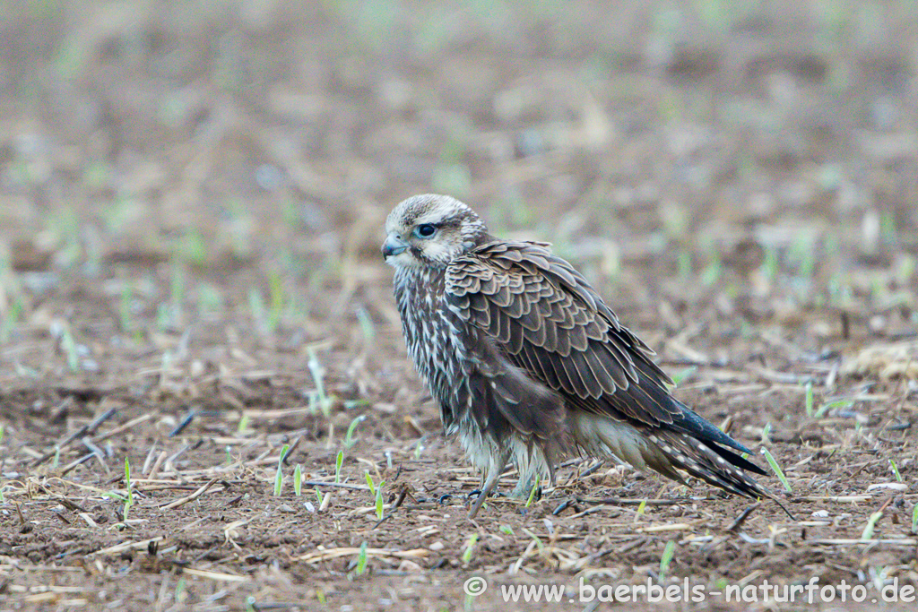 Würgfalke