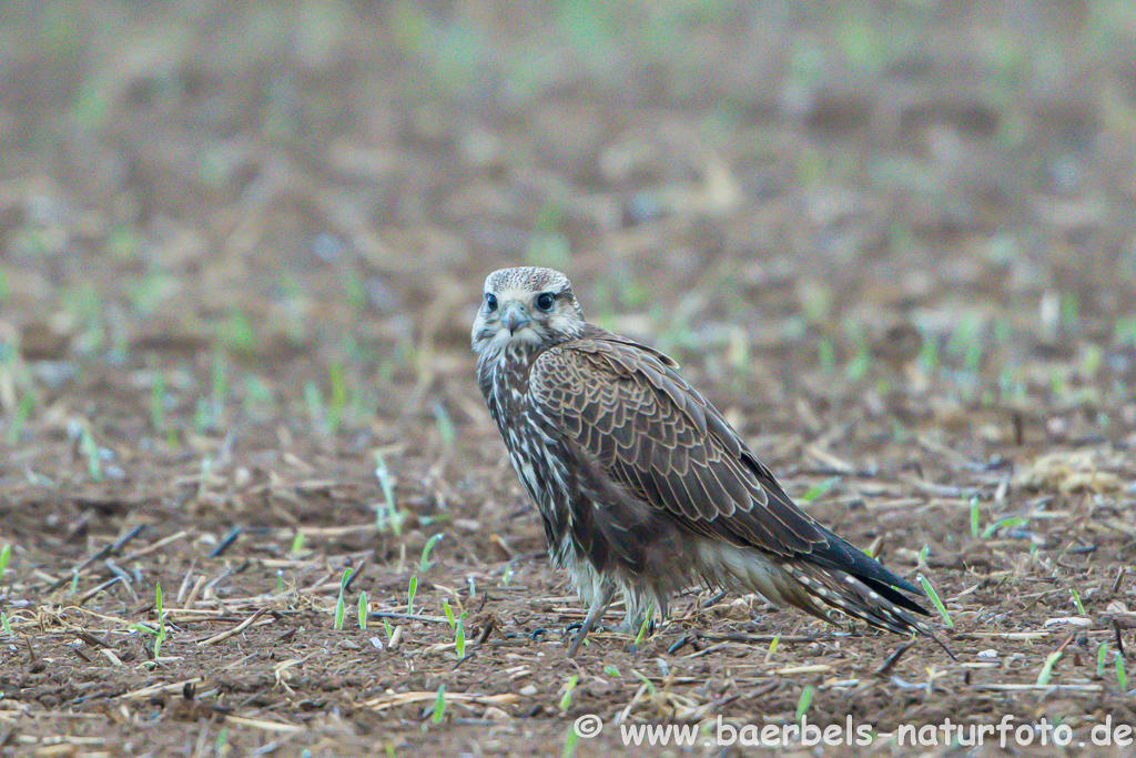 Würgfalke