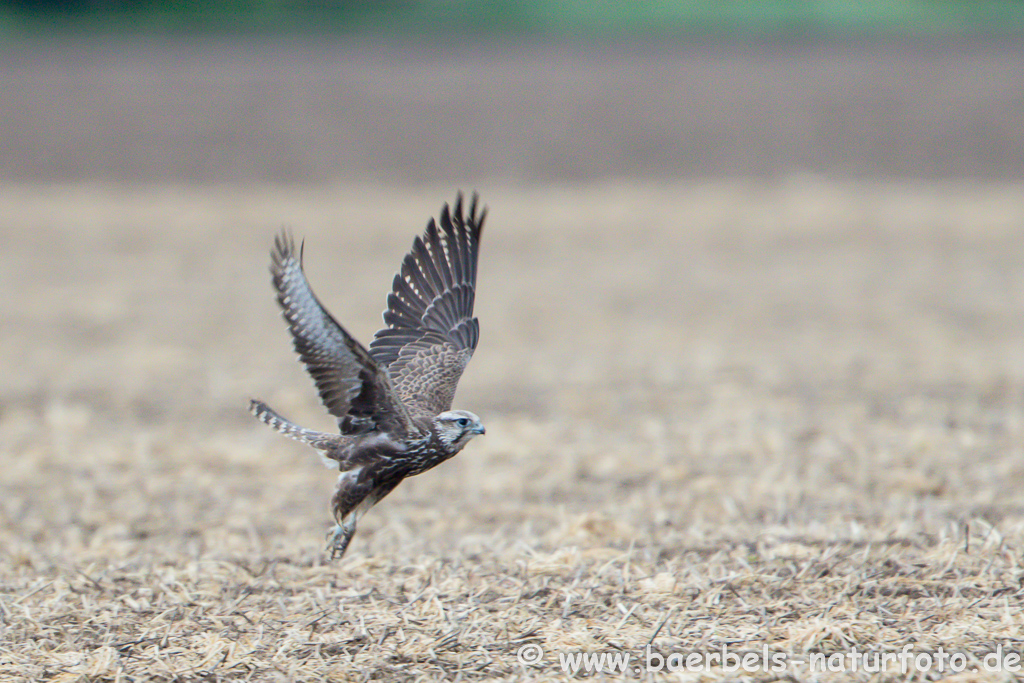 Würgfalke