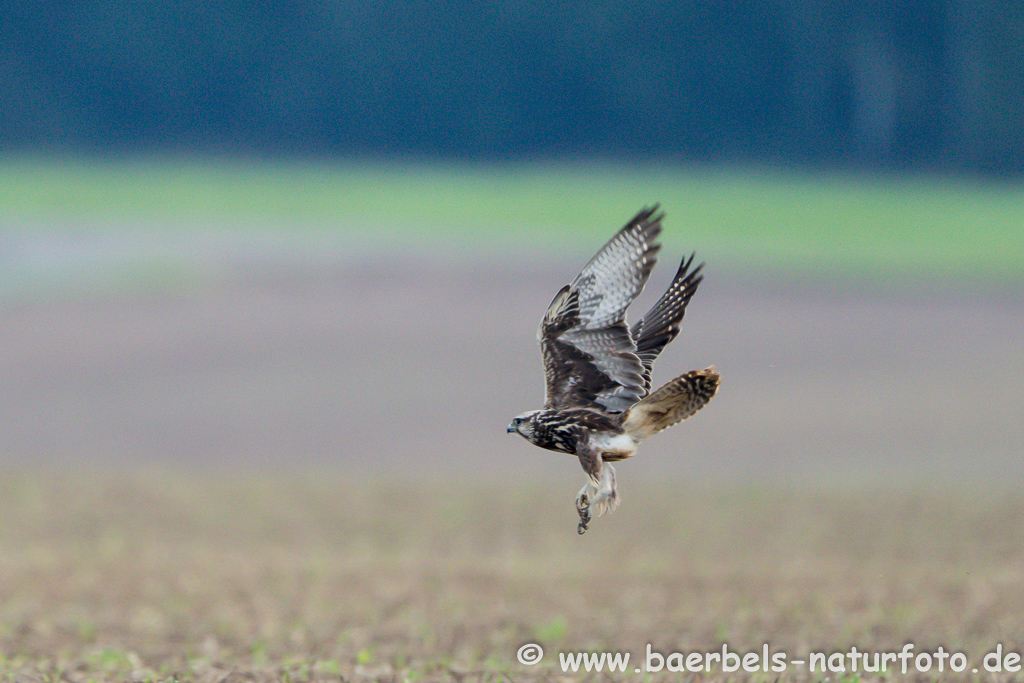 Würgfalke