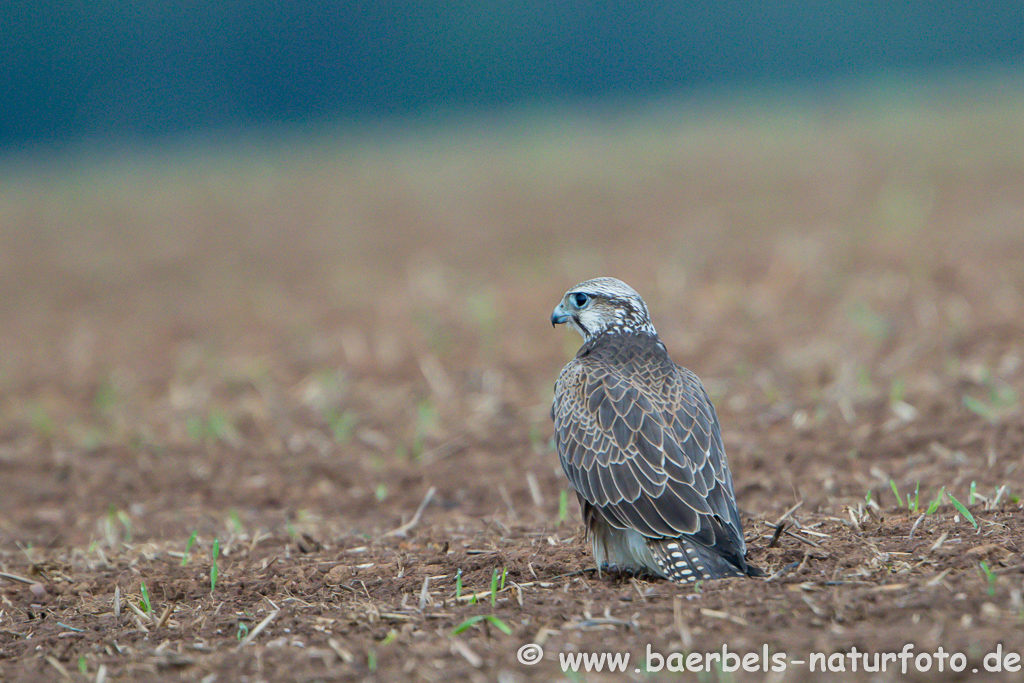 Würgfalke