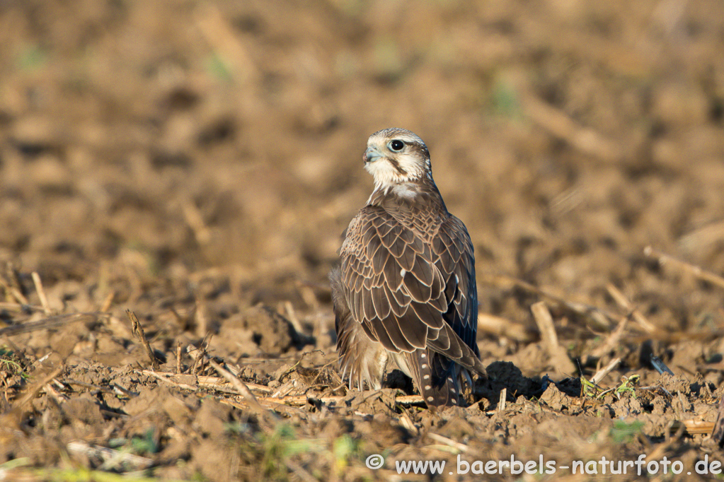 Würgfalke