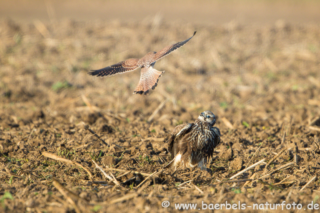 Würgfalke