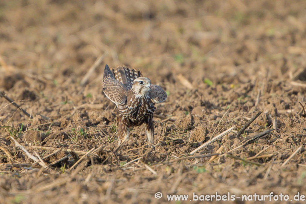 Würgfalke