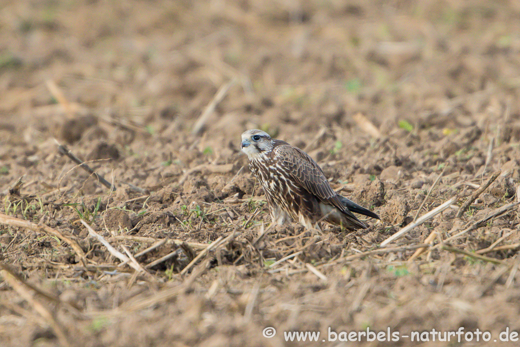 Würgfalke