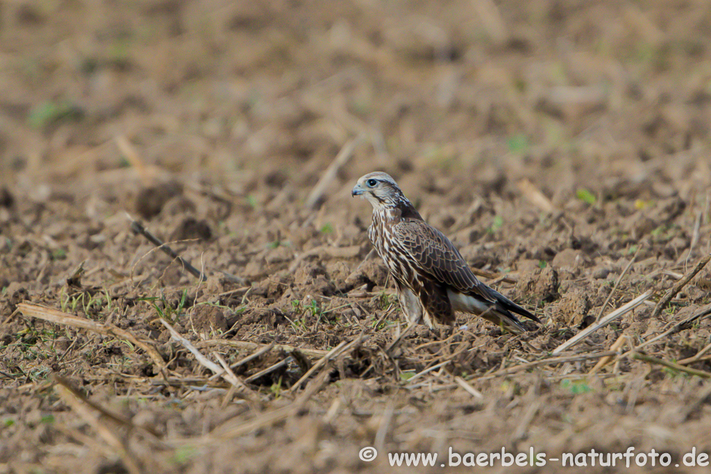 Würgfalke