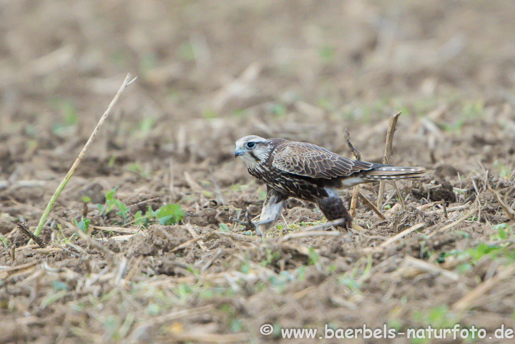 Würgfalke