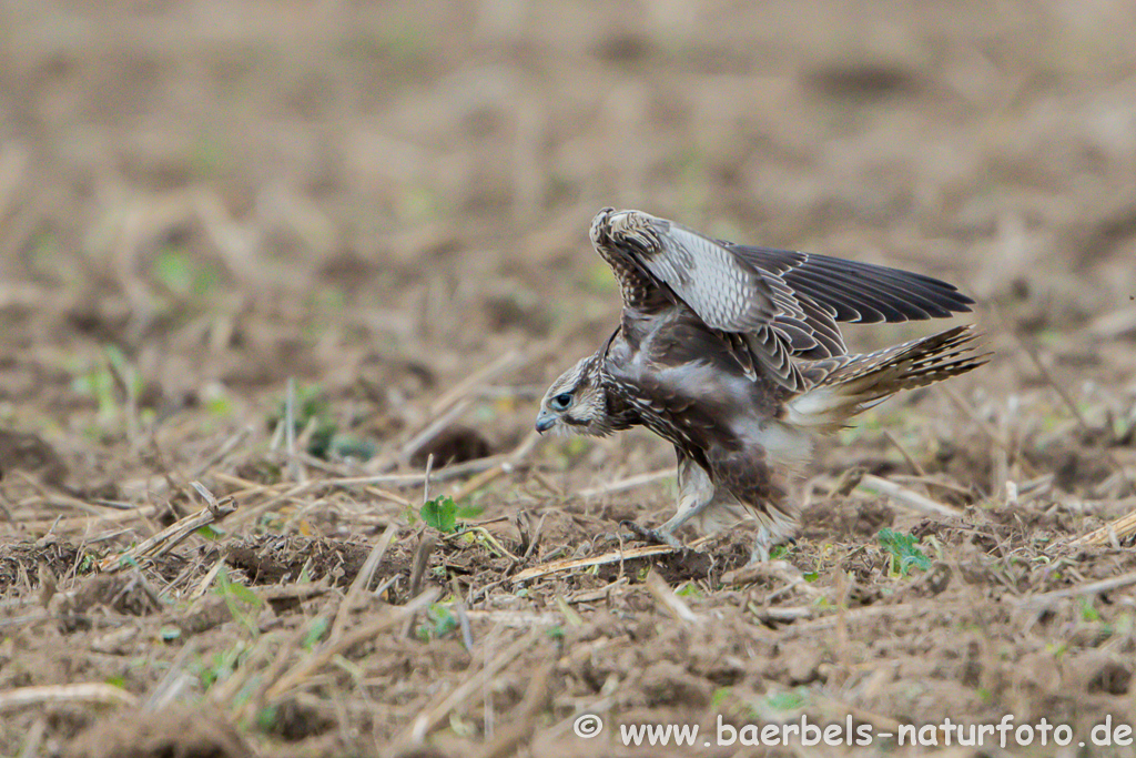 Würgfalke