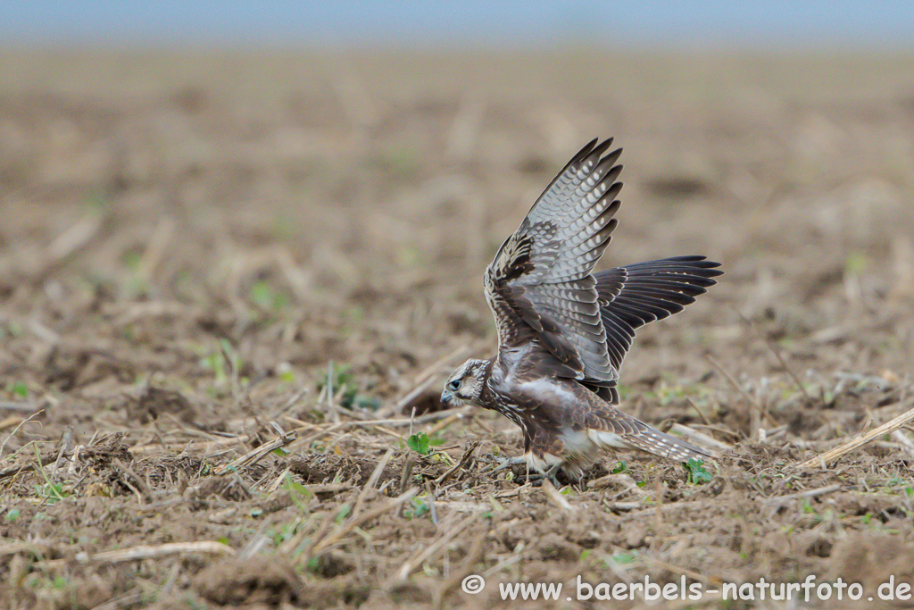 Würgfalke