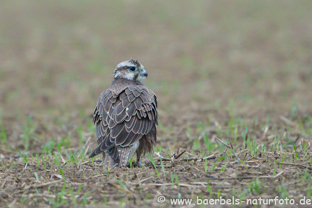 Würgfalke