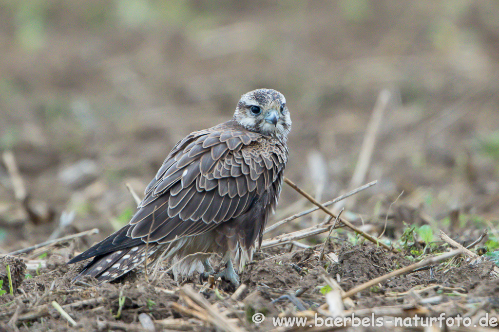 Würgfalke