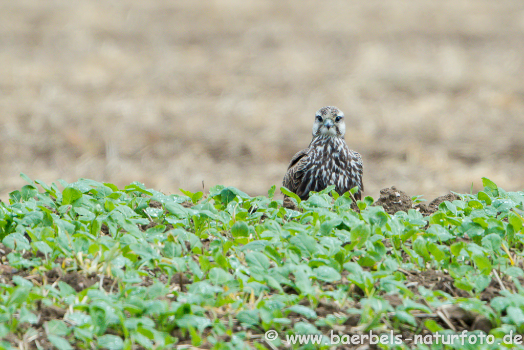 Würgfalke