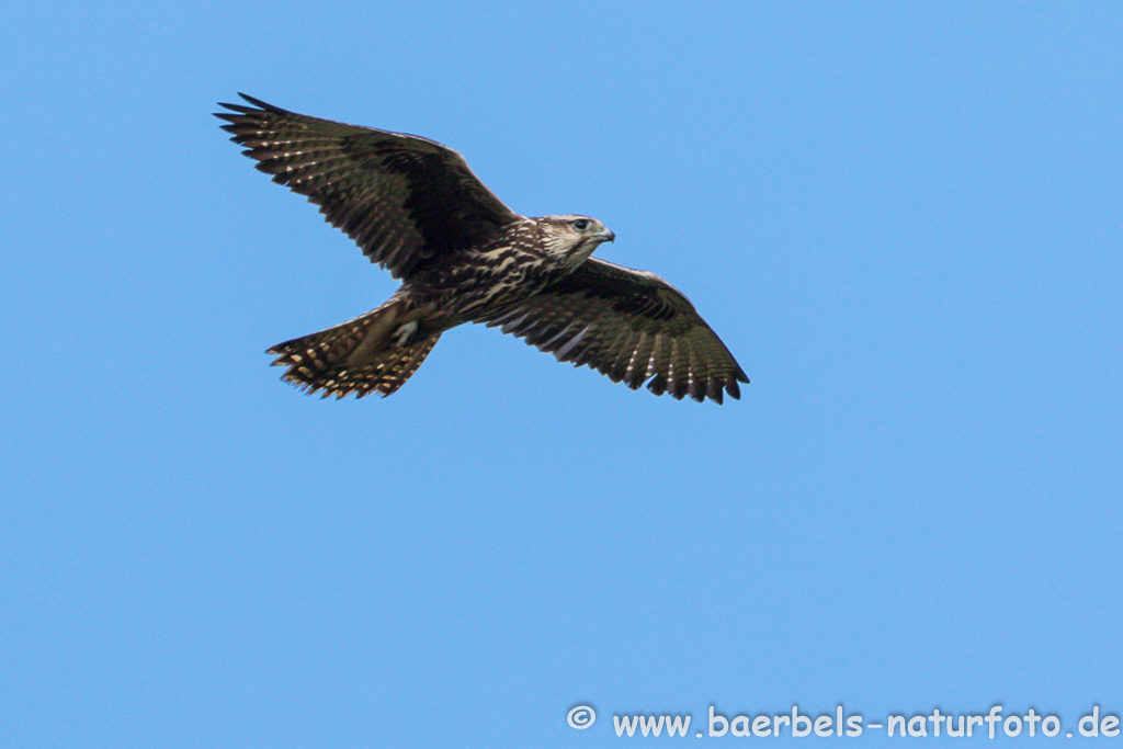 Würgfalke