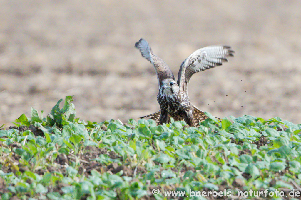 Würgfalke