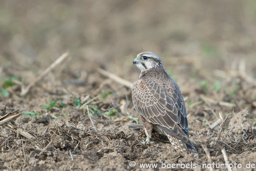 Würgfalke