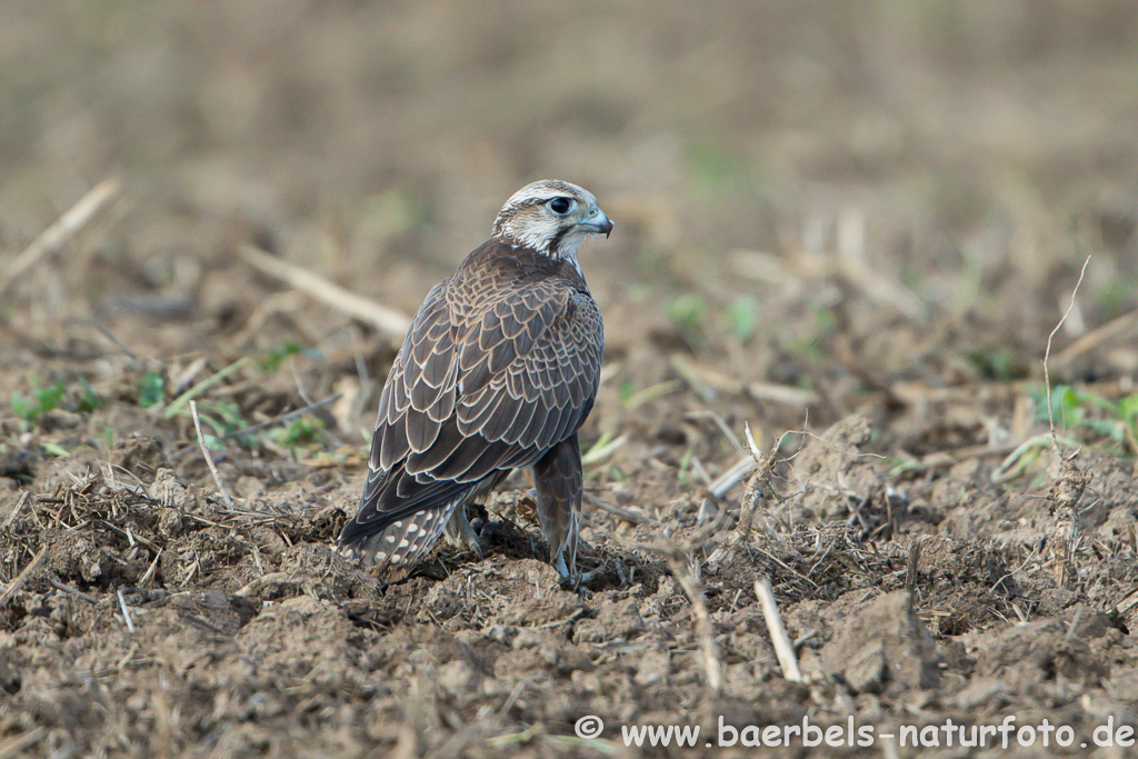 Würgfalke