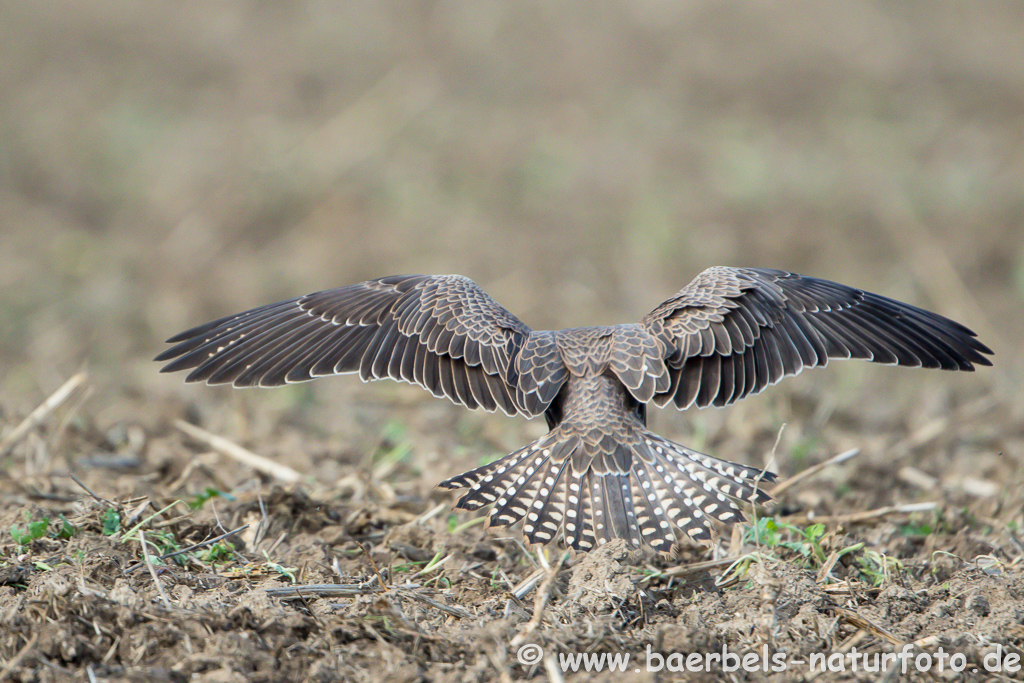 Würgfalke