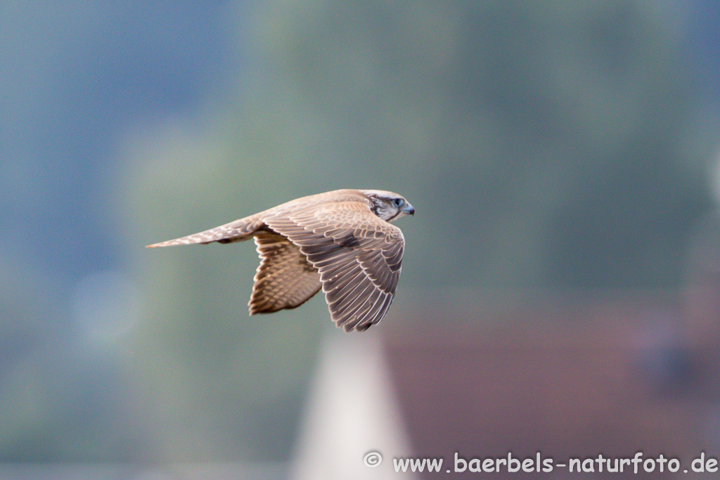 Würgfalke