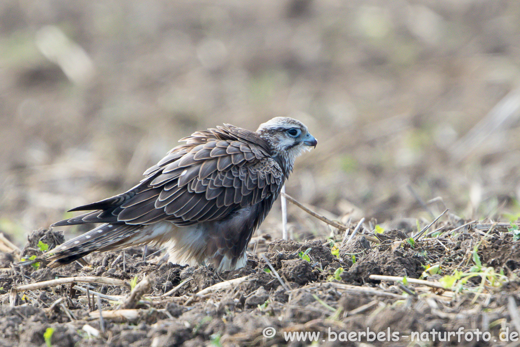 Würgfalke