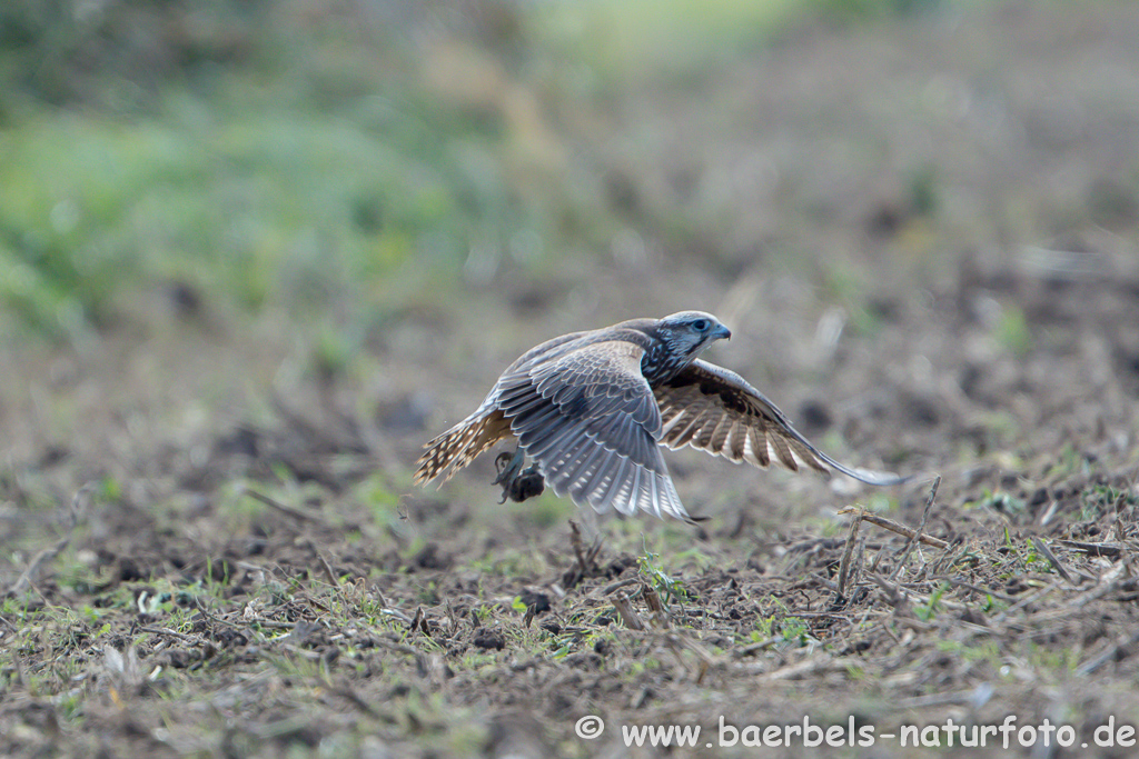 Würgfalke