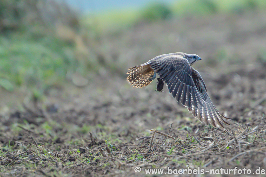 Würgfalke