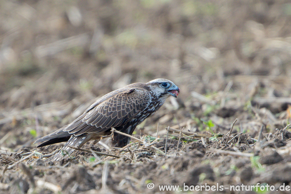 Würgfalke