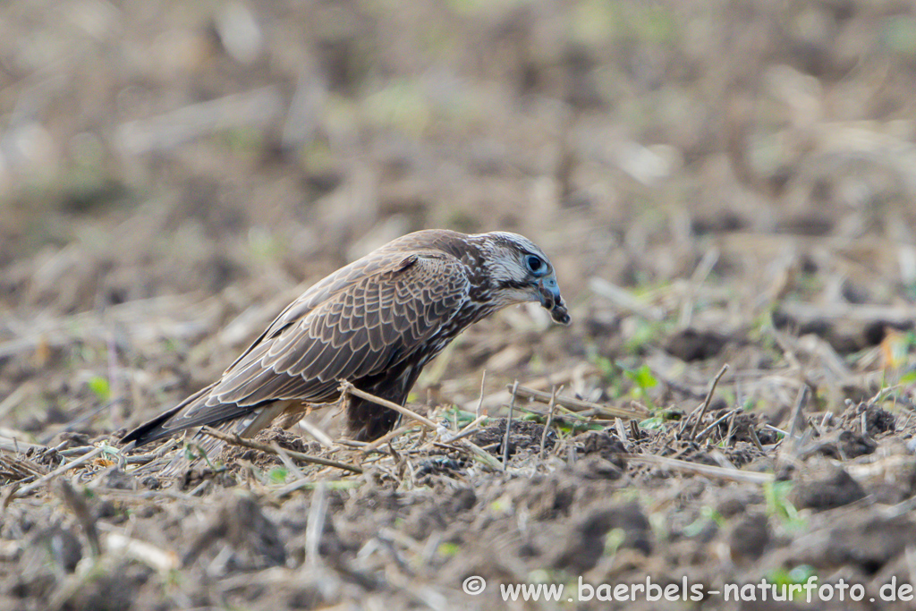 Würgfalke