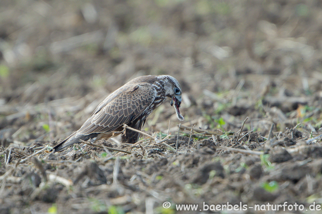 Würgfalke