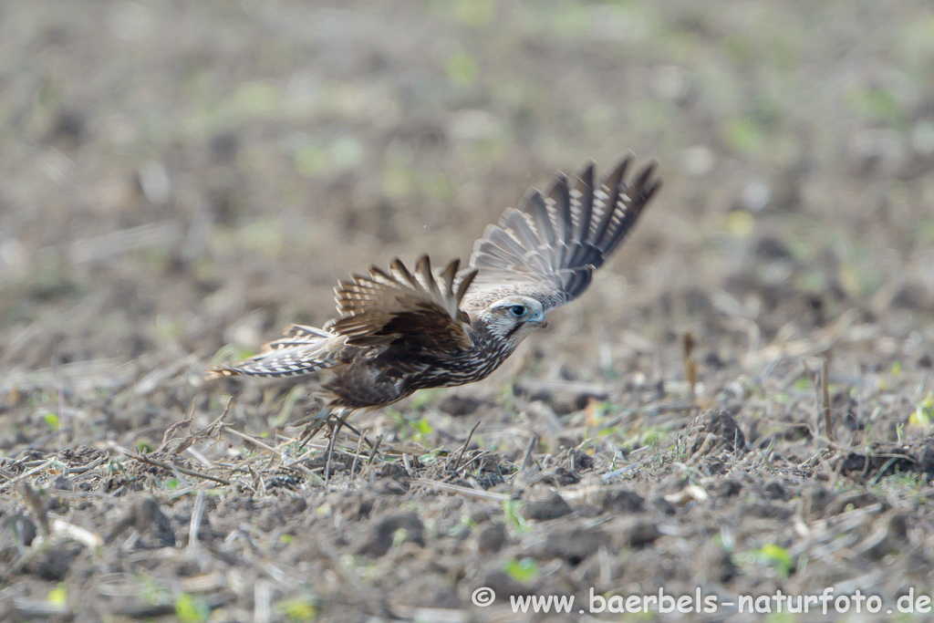 Würgfalke