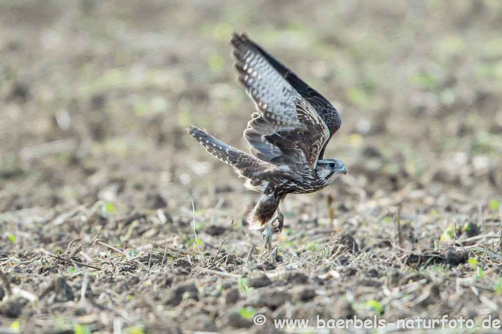 Würgfalke