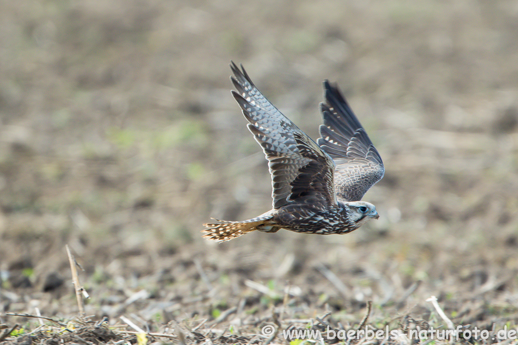 Würgfalke