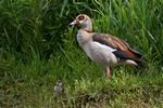 Nilgans