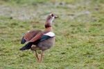 Nilgans