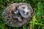 Igel