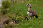 Nilgans