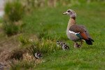 Nilgans