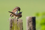 Wendehals bei der Paarung