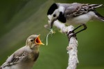 Bachstelze füttert Nachwuchs